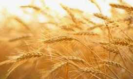 Rohstoffe: investieren in Weizen?